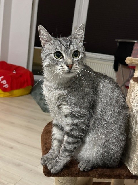 Saphir