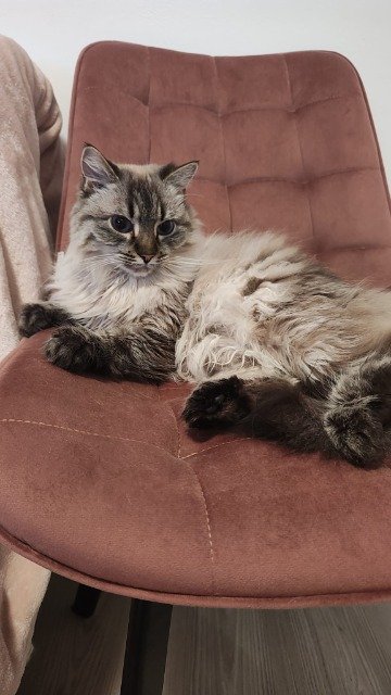 Mizia - cat