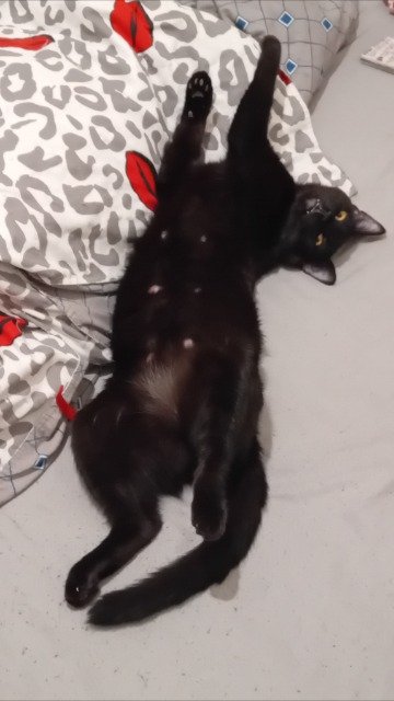 Oreo - Perdu, chat · Chat de gouttière · Rennes, France 4