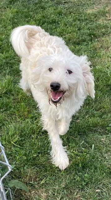 Balthazar - À adopter, chien · croisée · Dijon, France 3