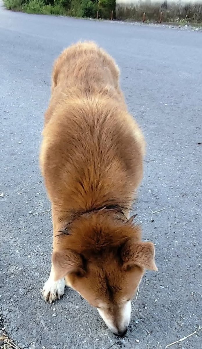 Sam - Trouvé, chien · métis · Charleroi, Belgique 4