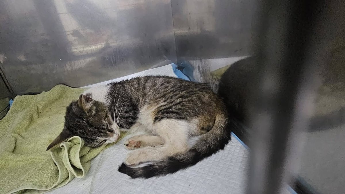 Jolie - Gevonden, kat · Seraing, België 4