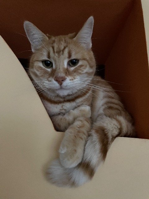Zelda - Perdu, chat · chat européen · Cergy-Pontoise, France 3