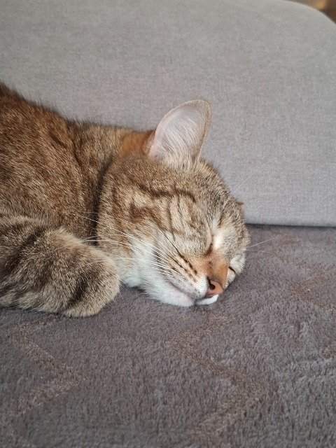 Tigris - ELVESZETT, macska · európai rövidszőrű · Miskolc, Magyarország 3