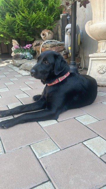 Bono - ENCONTRADO, cão · Labrador (metis) · Coimbra, Portugal 3