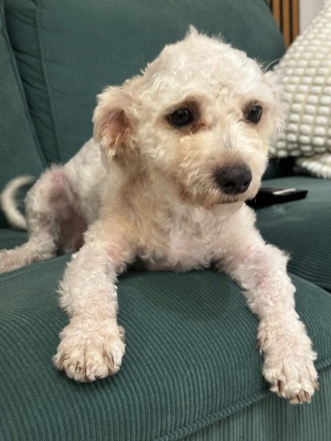 Stella - dog found, Turin