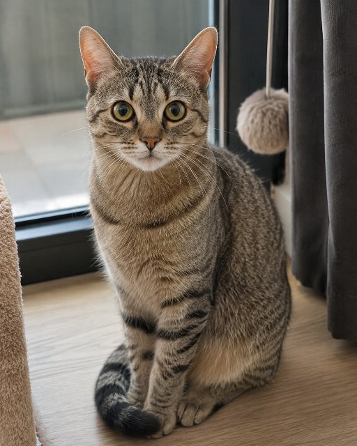 Fanny - cat lost, Roma