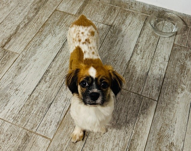 Kajtek - ZAGINĄŁ, pies · shih tzu · Radom, Polska 3