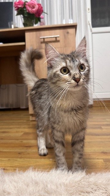 Pusia - DO ADOPCJI, kot · maine coon · Warszawa, Polska 4