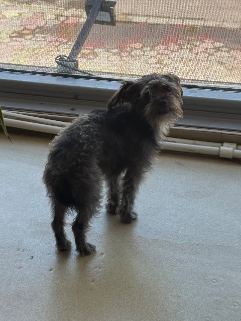 Mika - chien retrouvés, Schaerbeek