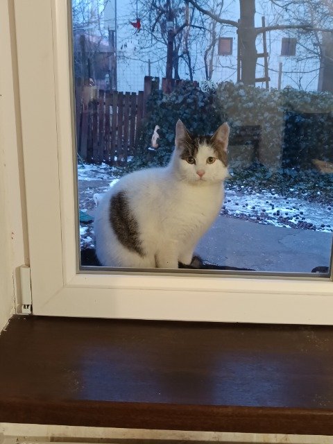Caruso - Katze gefunden, Klagenfurt am Wörthersee