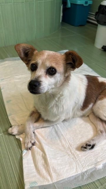 Flocki - Hund gefunden, Meidling