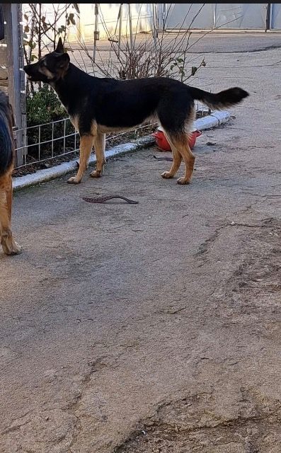 Misi - dog lost, Budapest