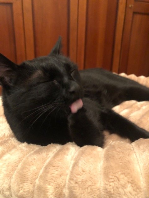 Whisker - ENTLAUFEN, Katze · Europäisch Kurzhaar · Linz, Österreich 3
