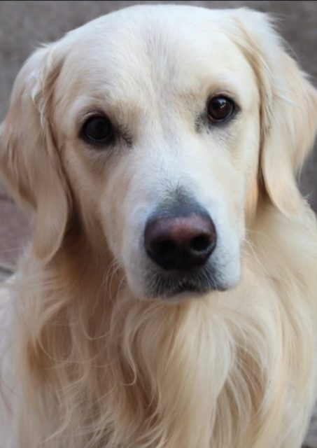 Balu - Hund vermisst, Munich