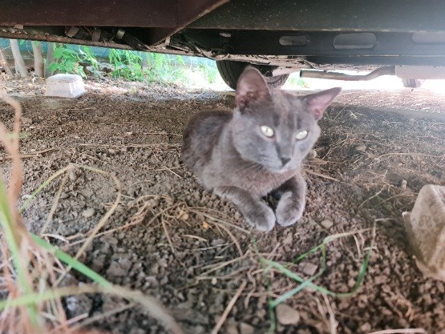 Moustic - chat retrouvés, Paris