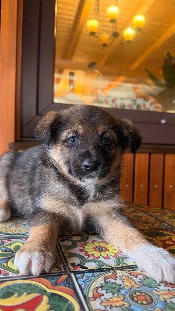 Lolo - ENCONTRADO, perro · mestizo · Zaragoza, España 4