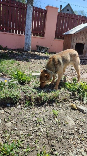 Molly - DO ADOPCJI, pies · mieszaniec · Częstochowa, Polska 3