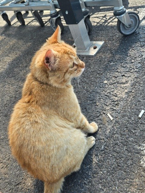 Puenktchen - GEFUNDEN, Katze · Mischling · Mannheim, Deutschland 3