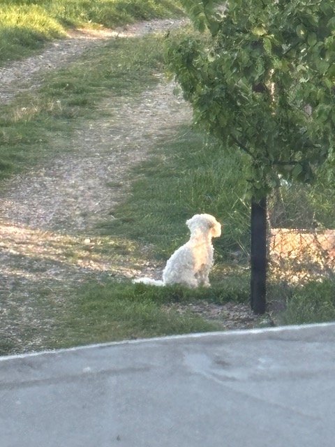 Caramel - Perdu, chien · bichon · Bordeaux, France 3