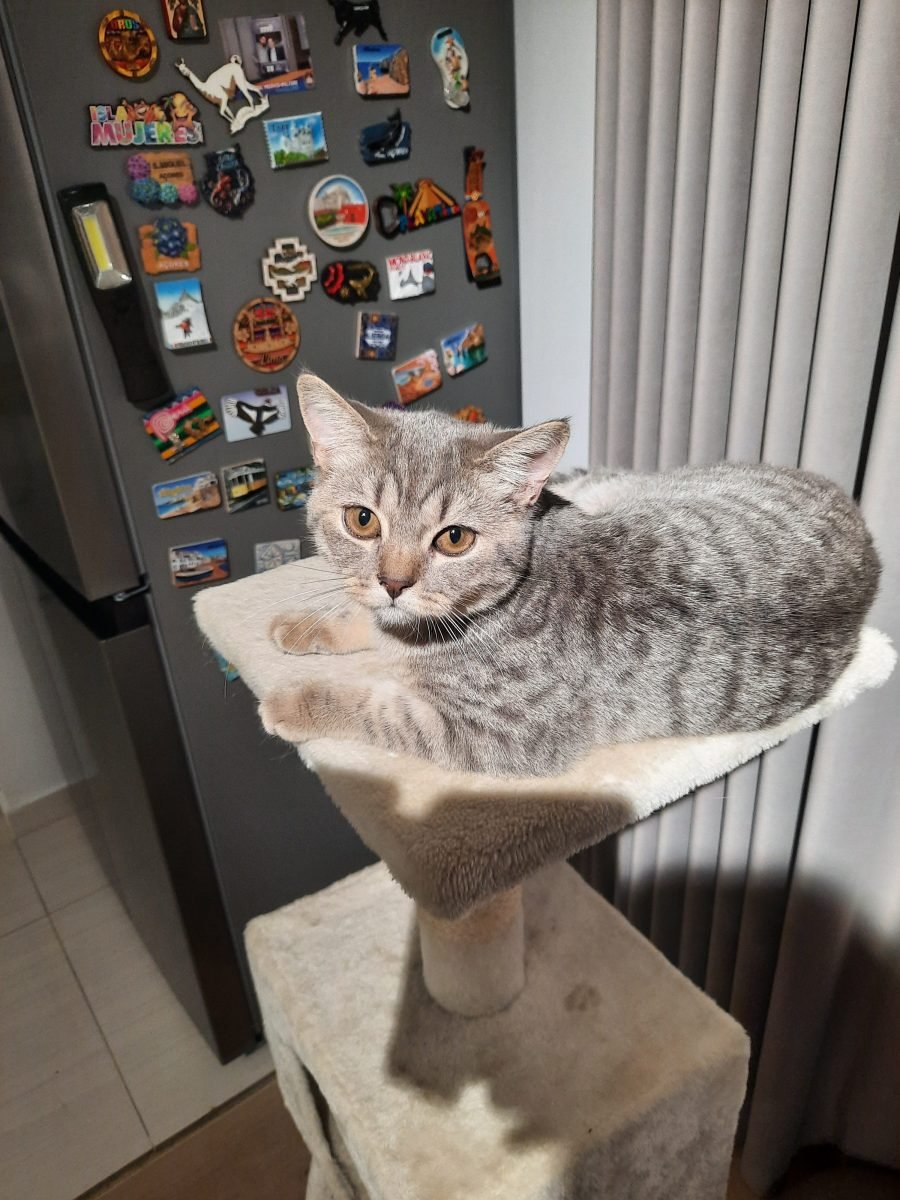 Figaro - cat