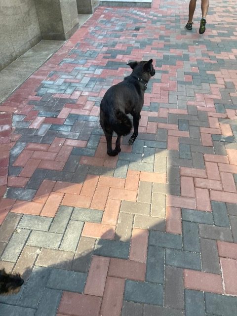 Moritz - Hund gefunden, Bremen