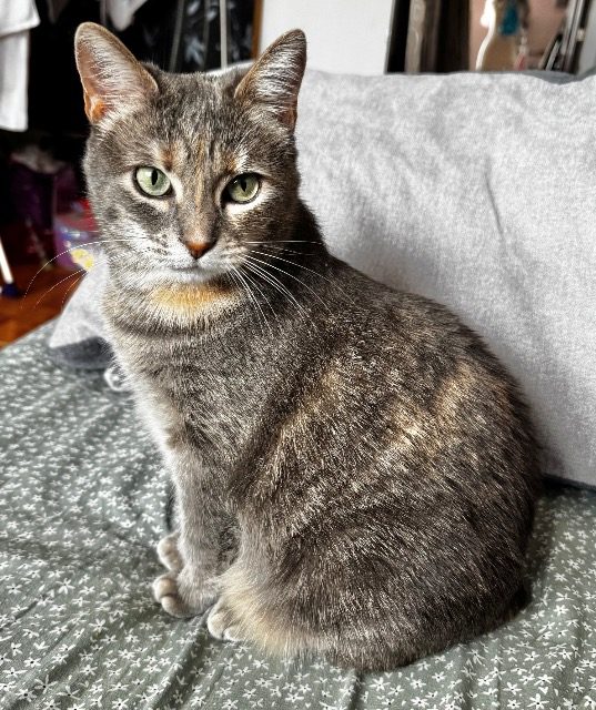 Pallino - gatto smarrito, Taranto