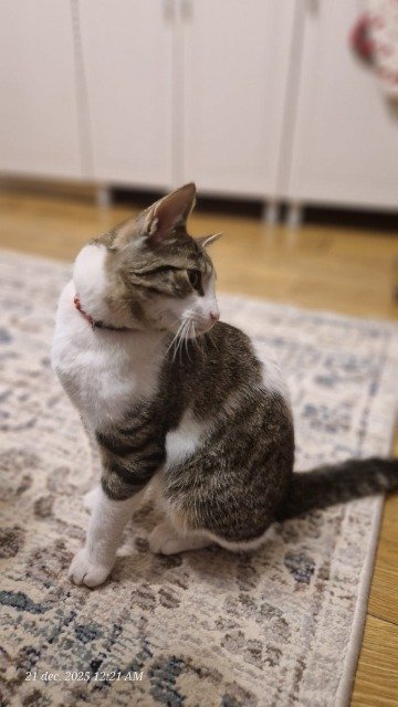 Noiraud - chat perdus, Strasbourg