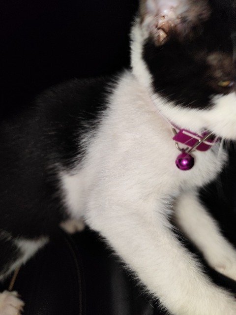 Neige - cat found, Bordeaux