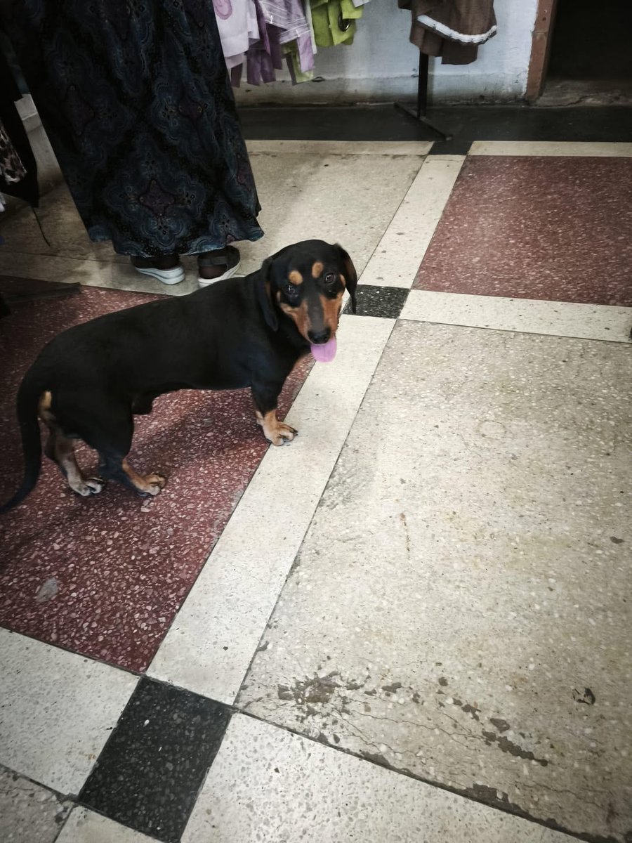 Miko - dog lost, Elbląg