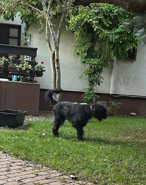 Edek - dog lost, Łódź