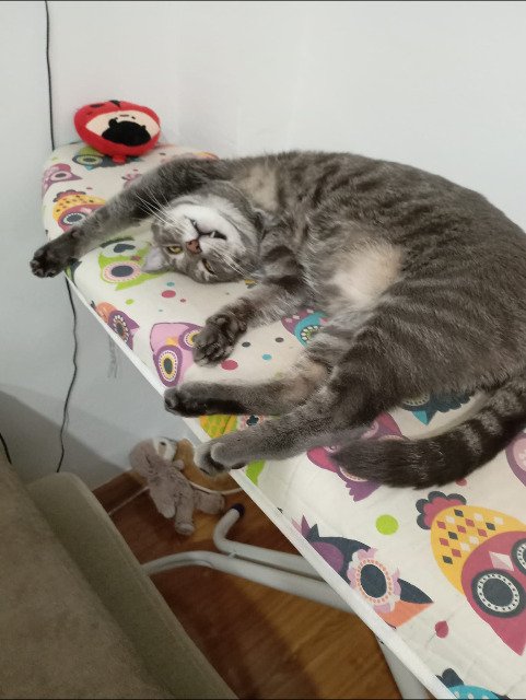 Nera - gatto