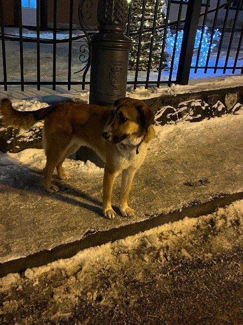 Poppy - Trouvé, chien · Berger belge · Villeurbanne, France 3