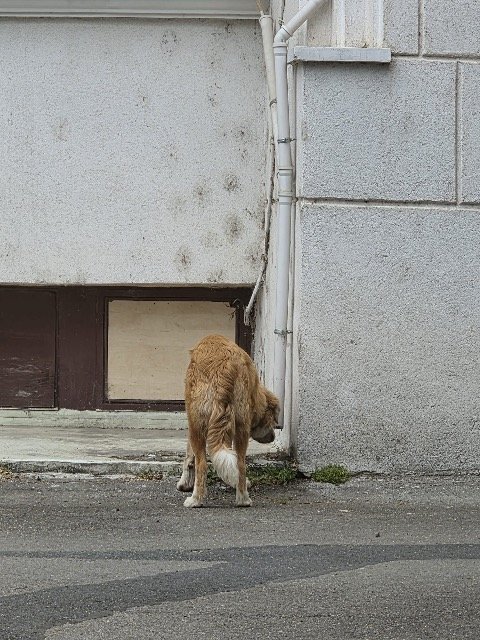 Pippo - TROVATO, cane · Golden Retriever · Roma, Italia 3
