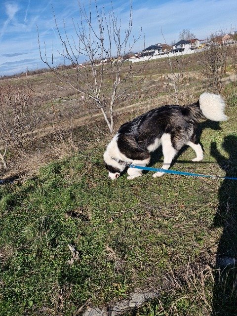 Lobo - dog