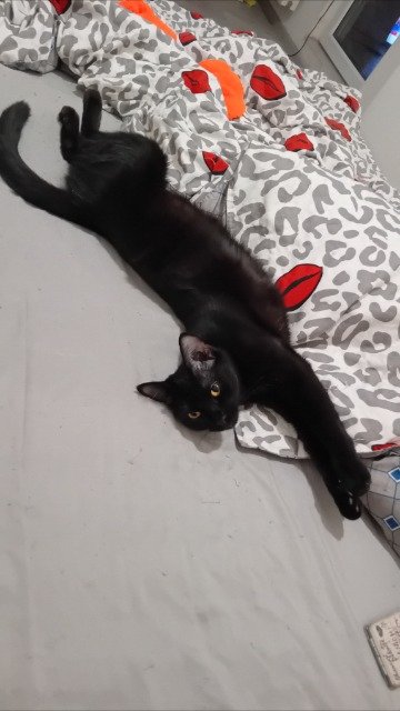 Oreo - Perdu, chat · Chat de gouttière · Rennes, France 3