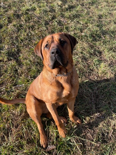 Roko - šuo dingo, Utena