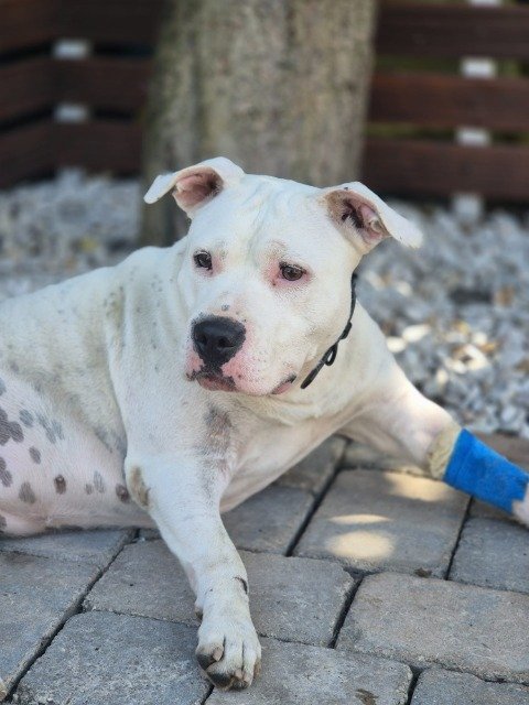 Caramelo - dog found, Porto