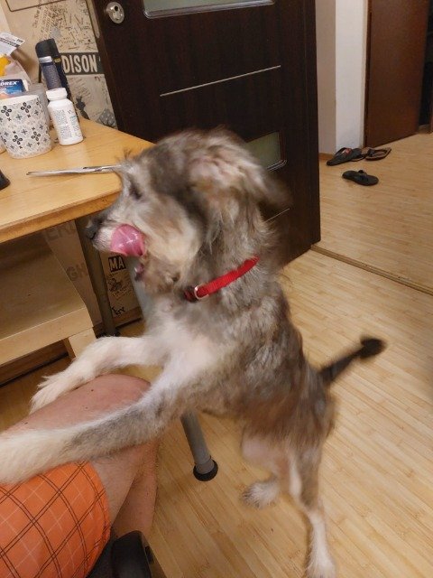 Džeks - dog found, Liepāja