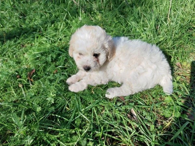 Caramel - chien perdus, Bordeaux