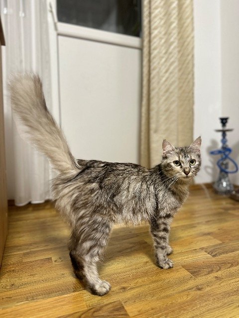 Pusia - cat