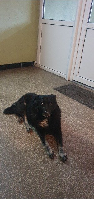 Bento - dog found, Odivelas