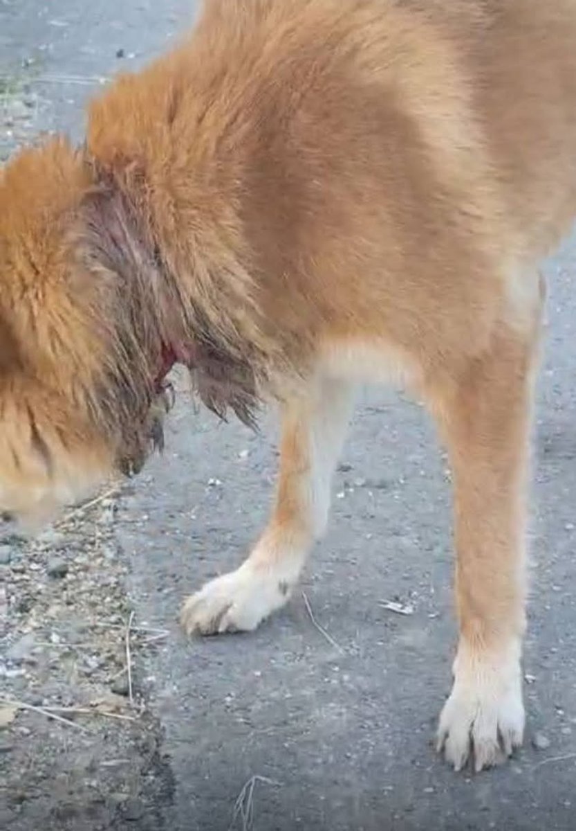 Sam - Trouvé, chien · métis · Charleroi, Belgique 3