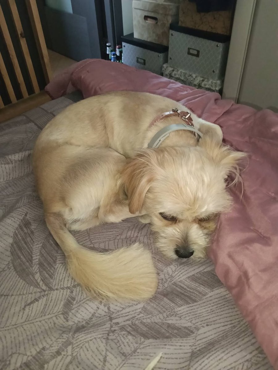 Milo - dog found, Torino