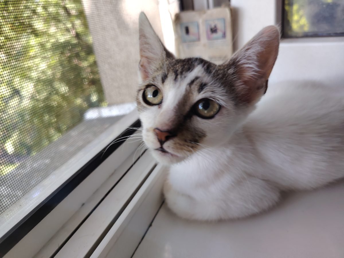 Lilli - Katze