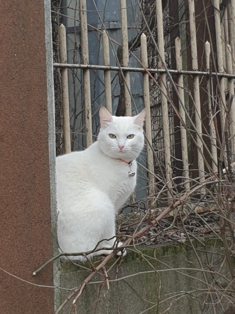 Mila - Katze gefunden, Bonn