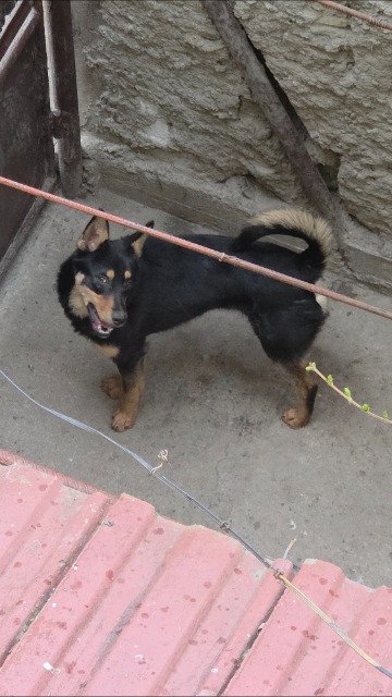 Marley - dog found, Kraków