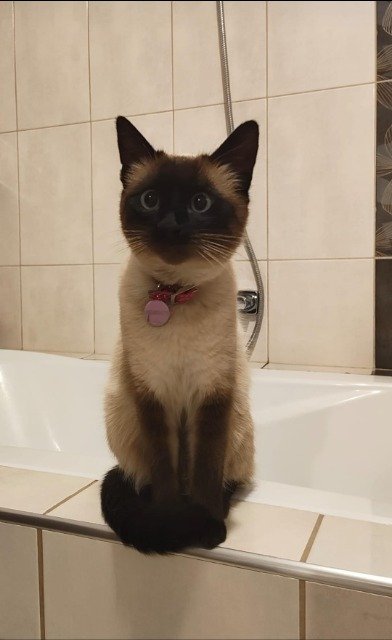Simba - SMARRITO, gatto · siamese · Milano, Italia 3