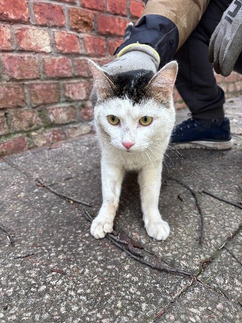 SombraCat - gato encontrado, Oviedo