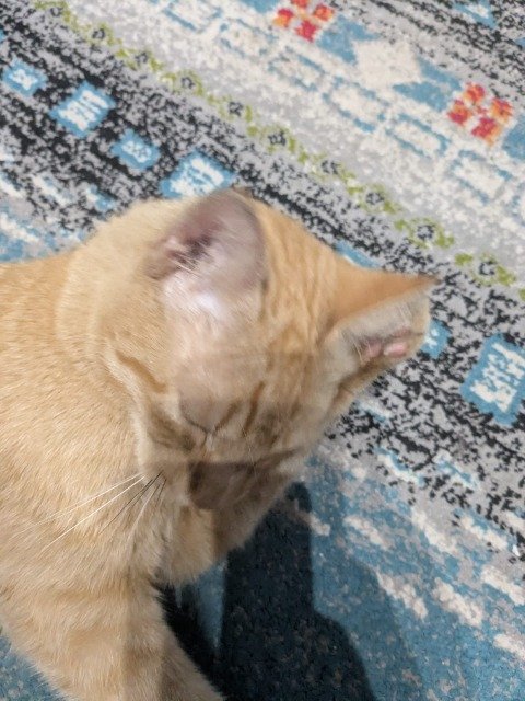 Cléo - Perdu, chat · oriental · Charleroi, Belgique 3